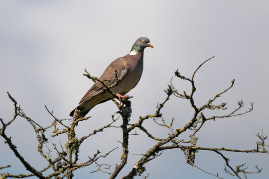 Pigeon ramier,