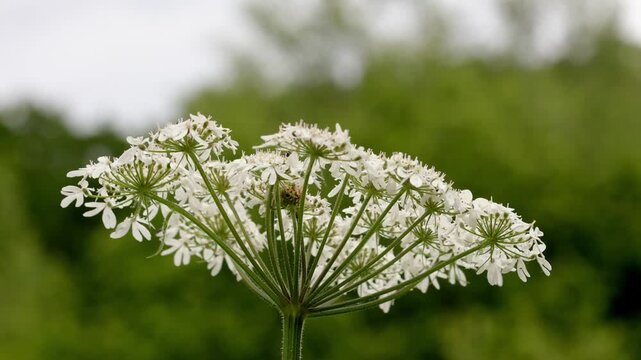 Umbellifer flowers in early Summer. UK