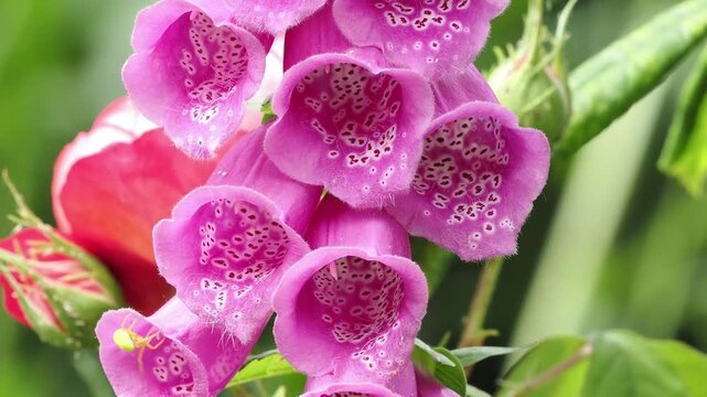 The speckled inside of a foxglove flower with a green garden spider.