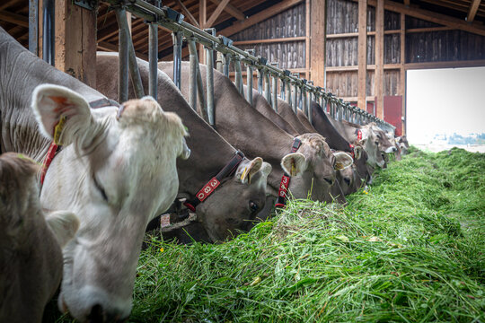 Germany, Bavaria, Allgaeu, Dairy cows in the barn are fed fresh grass
