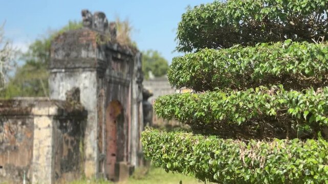 Close view of a carefully trimmed tiered topiary in a decorative planter, with historic stone architecture and garden grounds within Imperial City in Hue, Vietnam