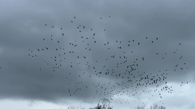Large flock of birds called starlings flying in the evening sky slow motion filmed 120FPS wild nature and amazing sights UK 4K