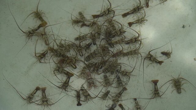 Spiny Lobster Juveniles in Aquaculture Hatchery for Sustainable Seafood Farming and Marine Aquaculture Production
