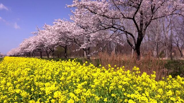 桜並木と菜の花ロード