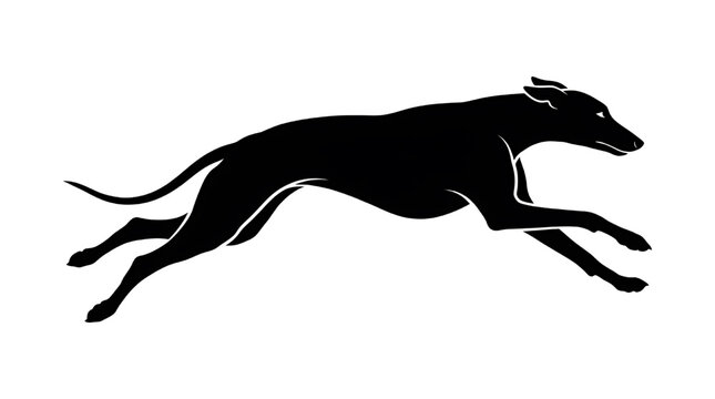 Black greyhound dog running fast in motion on white background