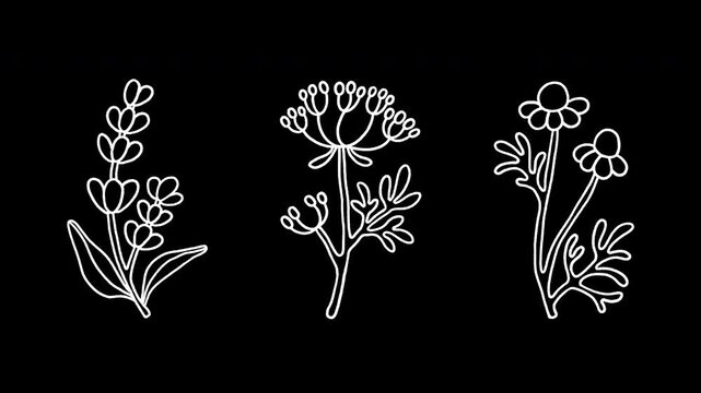 Alpha channel loopable 2D botanical pattern animation. Isolated minimalist white line art icons of lavender, chamomile, Queen Anne's lace. Chalk sketch with vibrating lines and wiggly doodle effect.