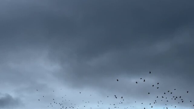 Large flock of birds called starlings flying in the evening sky slow motion filmed 120FPS wild nature and amazing sights UK 4K