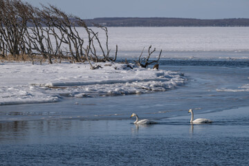 Whooper swans swimming in partially frozen water at Narawara, Notsuke Peninsula, Hokkaido / 野付半島ナラワラの凍りかけた水辺を泳ぐ白鳥 © warapin