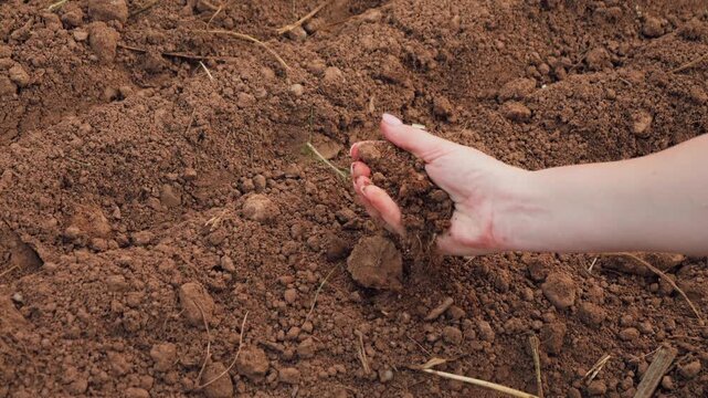 Close-up of a farmer's hand holding and inspecting soil in a field. Agriculture and soil quality concept. High quality 4k footage