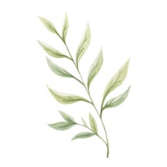 Fototapeta premium Watercolor illustration of a delicate green leaf branch isolated on white background.
