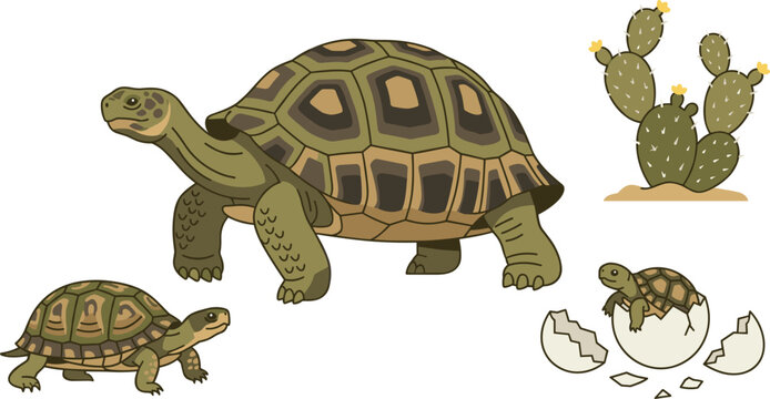 Desert Tortoise Species Vector Illustration Set Featuring Large Adult Baby Hatchling with Egg and Blooming Prickly Pear Cactus