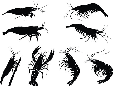 Freshwater shrimp and crayfish vector silhouette set featuring various prawns and aquatic crustaceans