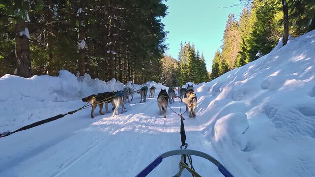 Riding a dog sled in winter on snow covered forest road, first person view