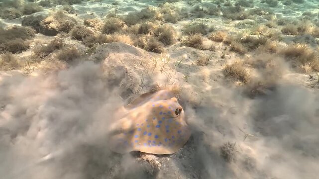 Small bluespotted ribbontail ray seen during snorkeling in Marsa Alam, Red Sea. Underwater video