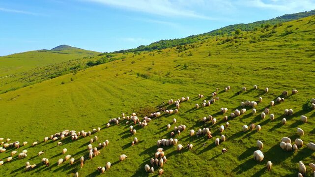 A shepherd of local ethnicity, guides a vast flock of sheep across lush, rolling green meadows, showcasing traditional pastoral agriculture.