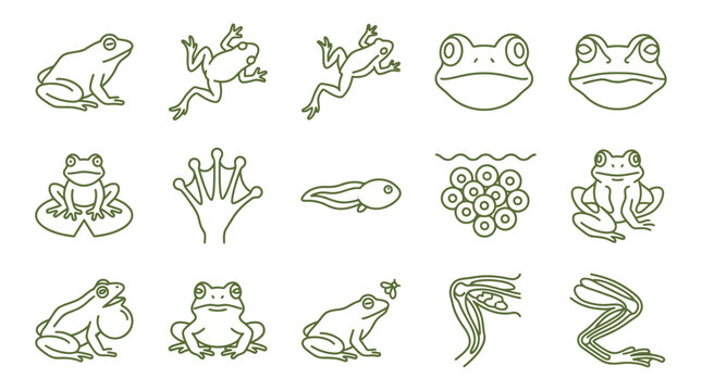 Frog life cycle and biological anatomy icons.