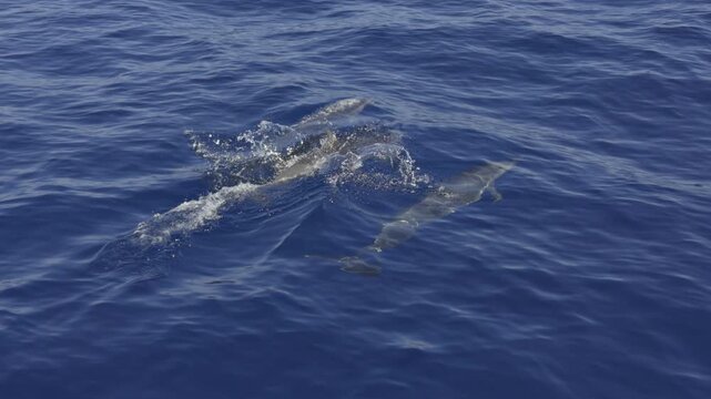Three spinner dolphins - Stenella longirostris - swim ahead of a moving boat over calm tropical waters. 