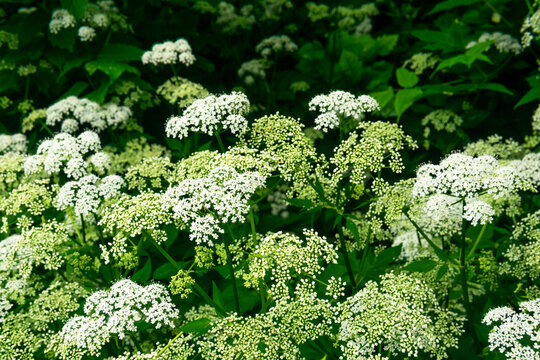 Close up of white flowers of goutweed (Aegopodium podagraria)