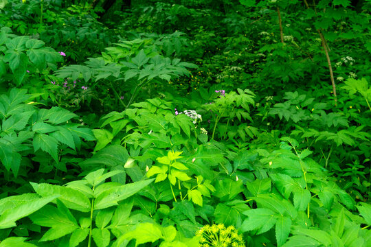 Green leaves of wildflowers in the forest on a summer day
