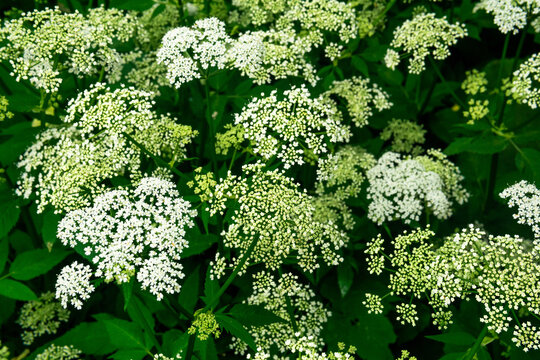 White flowers of wild masterwort (Aegopodium podagraria)