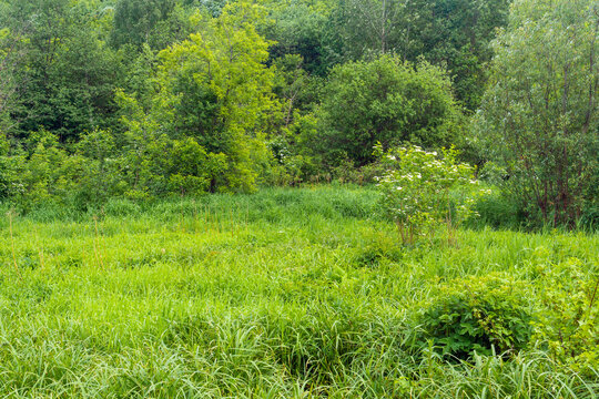 Green meadow with grass and flowers in the summer in the forest