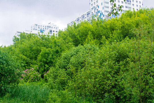 Urban landscape with green trees and high-rise buildings in the city
