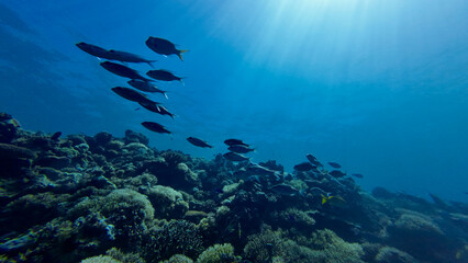 Fototapeta premium School of tropical reef fish above a vibrant coral reef. Sunbeams illuminate a thriving underwater ecosystem filled with marine life.