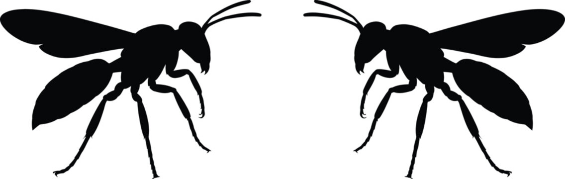 Silhouettes of two flying wasps facing each other in graphic style with silhouette wildlife isolated entomology pollinator minimalist creative illustration background artistic yellowjacket