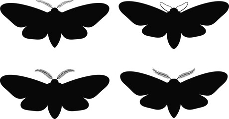 Moth silhouette set with silhouette wildlife entomology creature illustration collection isolated biological scientific diversity creative minimalist specimen features antennae wingspan © MstAsmaAkter