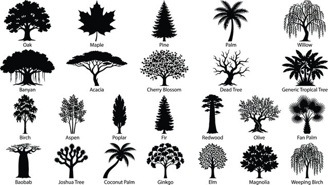 Black and white of 20 different types of trees, labeled with names tree types tree species pine
