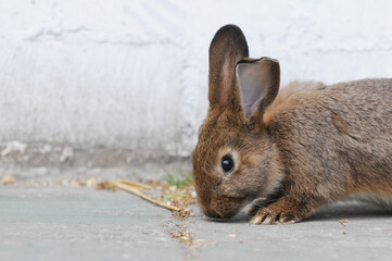 Obraz premium Young rabbits (kits) sitting in front of a stable outdoors on a farm. Cute domestic animals in a rural countryside setting.