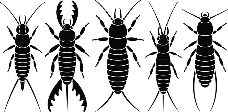 Set of five earwig insect silhouette graphics with silhouette entomology wildlife creature isolated biological collection antennae arthropod coleoptera dermaptera scientific illustration