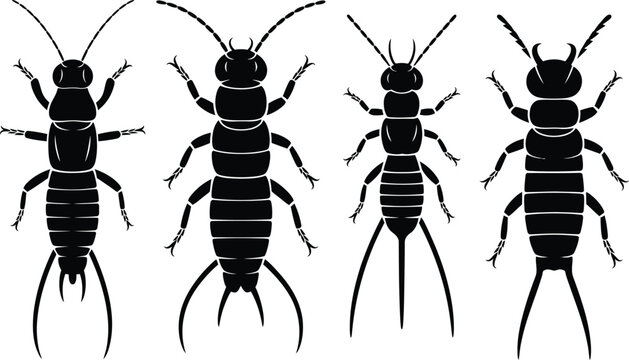 Collection of four earwig insect silhouettes with silhouette entomology wildlife creature isolated biological antennae arthropod dermaptera scientific illustration stencils blackwork