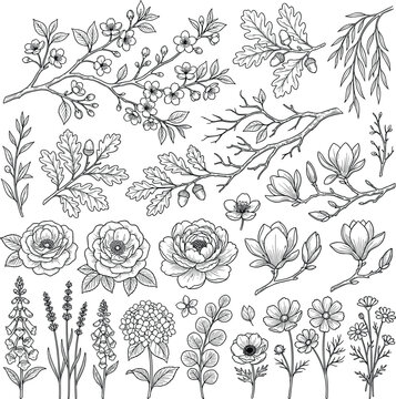 Elegant Hand Drawn Botanical Vector Illustration Collection Featuring Vintage Line Art Flowers, Leaves, Oak Branches with Acorns, Roses, Peonies, Magnolias, and Lavender Elements