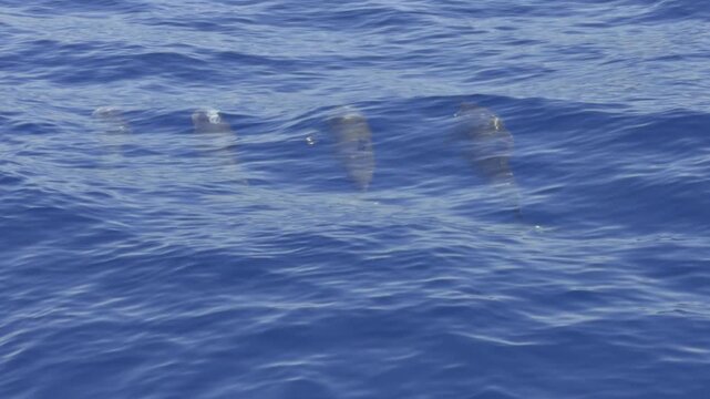 Four spinner dolphins - Stenella longirostris - surface simultaneously to breathe in calm tropical waters.