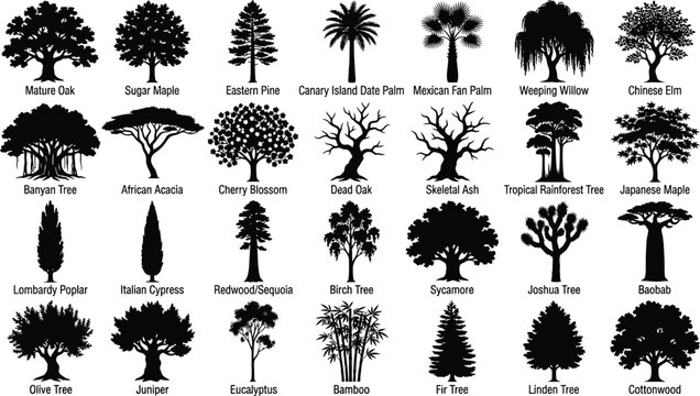 Black and white of various types of trees with botanical names, isolated on white background, tree black and white