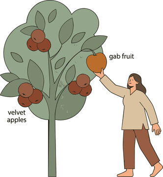 Woman Picking Velvet Apples and Gab Fruits From Tree Vector Illustration For Exotic Tropical Fruit Harvesting and Asian Agriculture Designs