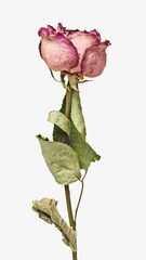 Fototapeta premium Dried pink rose isolated image on white