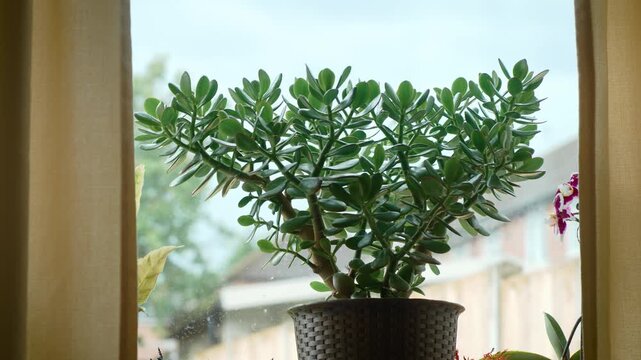 Money tree houseplant standing by window with outdoor garden view. Close up succulent foliage in woven planter inside comfortable living space. Feng shui plant, indoor greenery, home decoration ideas