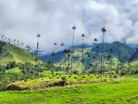 Towering wax palm trees populating the lush green hills of cocora valley, colombia, a distinctive natural landscape