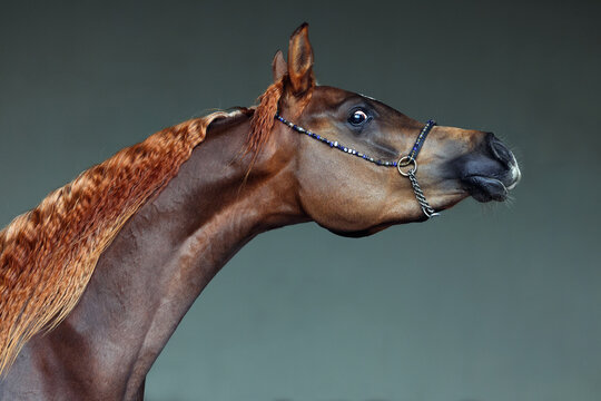 Purebred Arabian Horse, portrait of a bay mare with jewelry bridle in dark background
