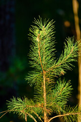 Fototapeta premium Young Pine Tree Branch in Sunlight