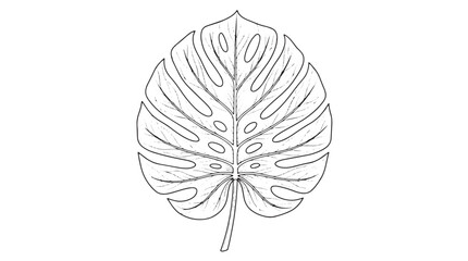 Monstera leaf line art vector, hand drawn tropical foliage illustration, minimalist botanical swiss cheese plant leaf outline for logo design © Toqeer