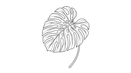 Minimalist monstera leaf line art, tropical botanical foliage vector illustration, black and white swiss cheese plant leaf drawing for elegant branding © Toqeer