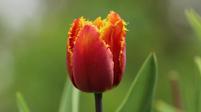 Macro shot of fringed red tulip with yellow edges blooming in a garden with blurred background