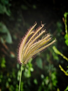 Closed up of golden foxtail grass seed head with soft green bokeh background