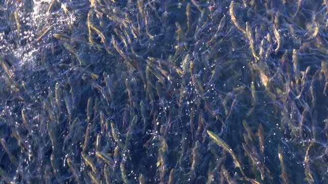 千歳川のサケの遡上　北海道
