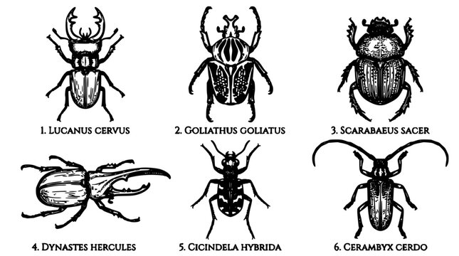 Beetles Illustration Showcasing Various Species with Detailed Line Art and Scientific Names Featuring Insects, Entomology, Nature