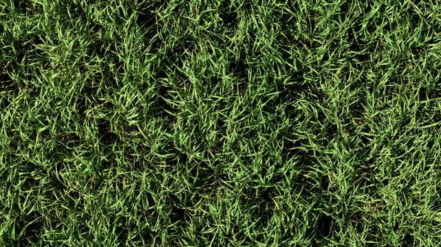 Closeup green grass cereal vegetation texture under sunlight in natural field environment. Organic agriculture botanical background with fresh growing blades and dense plant pattern. Eco farming