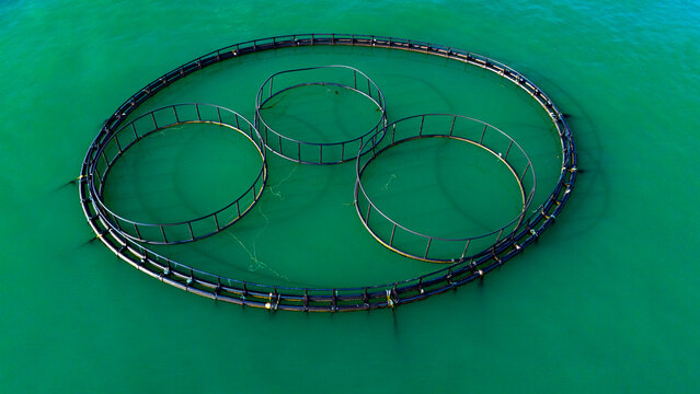 Top down aerial view of a large aquaculture ring pen divided into smaller inner circles